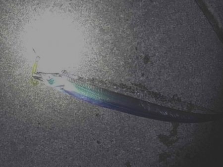 連日太刀魚釣果